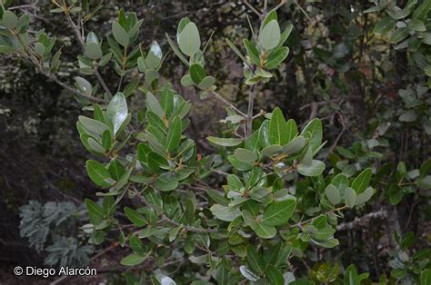 Beilschmiedia Berteroana Gay Kosterm Catalogoplantas Udec Cl