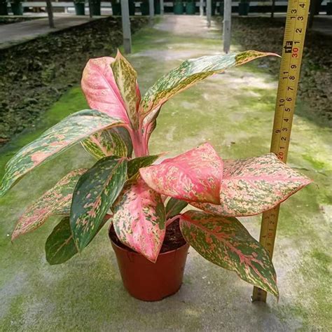 Aglaonema Golden Powder Professional Live Plants Supplier Natural