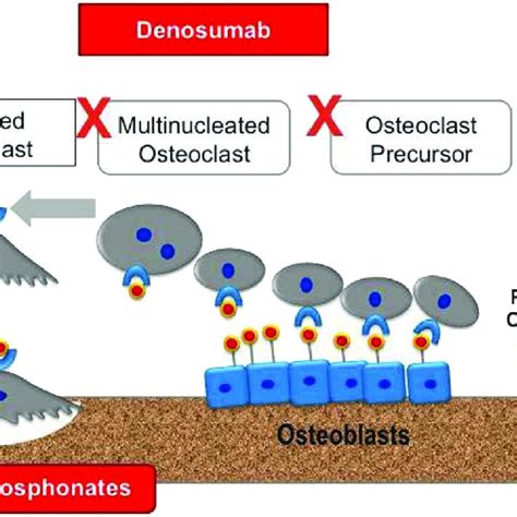 Mechanistic Differences Between The Anti Osteoclastic Action Of RANKL