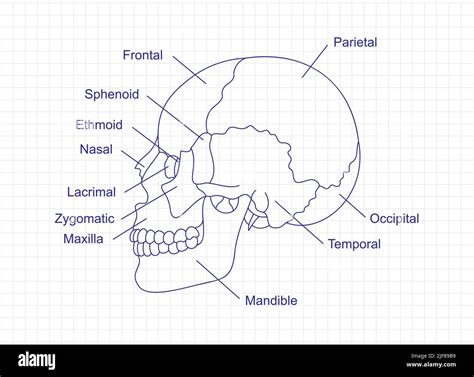 Human Skull Bones Anatomy Drawing With A Pen On Notebook Cranial Parts