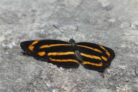 Yellow Sailer From RW8F PJ9 Montha Than Waterfall Trailhead Tambon Su