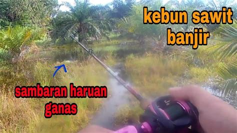 Casting Ikan Haruan Di Kebun Sawit Youtube