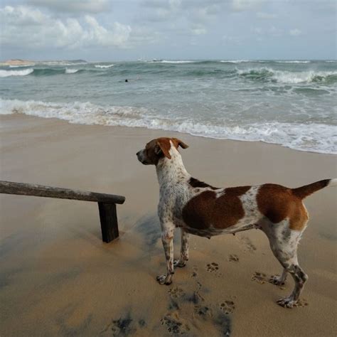 Charente Maritime Les Plages Autoris Es Aux Chiens