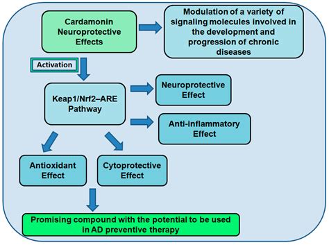 Brain Sciences Free Full Text The Neuroprotective Effects And