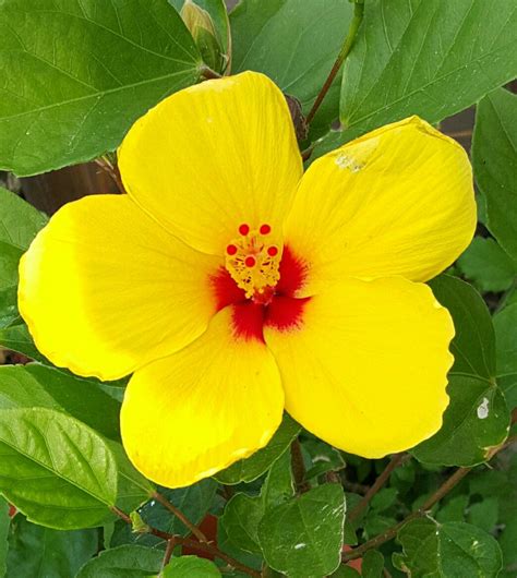 Presidential yellow Hibiscus | Yellow hibiscus, Hibiscus, Plants