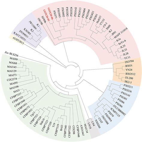 Frontiers Comparative Genomic Analysis Of Two Xanthomonas Oryzae Pv