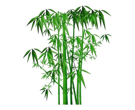 A Tall Green Bamboo Tree With Lots Of Leaves