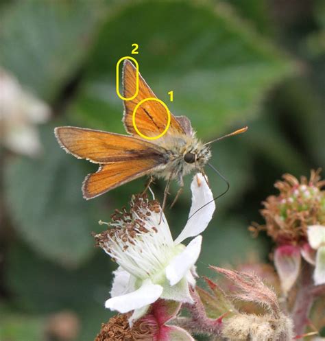 Skipper Butterfly Identification - WingSearch2020