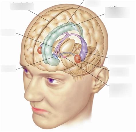 Limbic System Diagram Quizlet