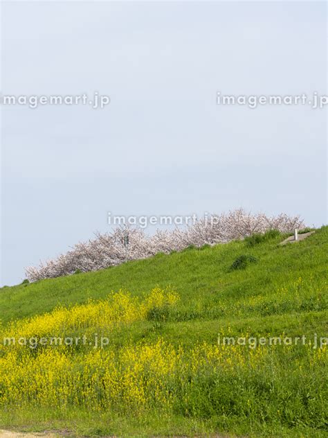 桜と菜の花が咲く大和川堤防の風景の写真素材 249752035 イメージマート