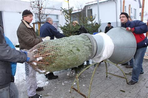 Nellingen Sucht Weihnachtsb Ume