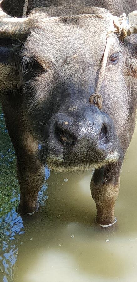 Water Buffalo Working In A Rice Field In The Philippines Stock Photo