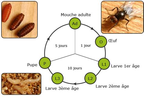 la mouche tueuse  produit des larves predatrices des asticots nuisibles