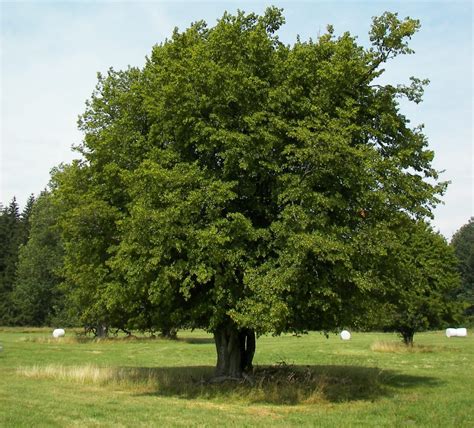 Carpen Carpinus Betulus De V Nzare Copacei Ro Pepiniera Zal U