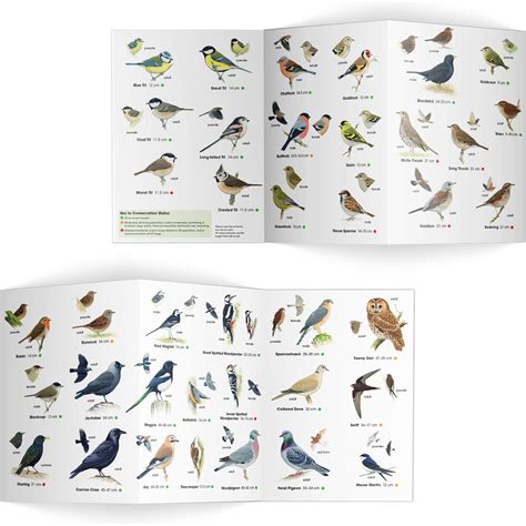 Garden birds identifier chart - RSPB ID Spotlight series - RSPB Shop