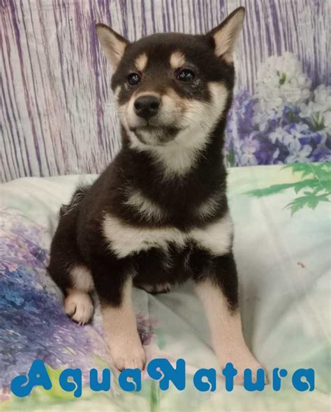 Shiba Inu Hembra De Mayka Vendido Aquanatura Criadero De