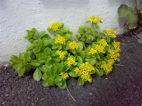 Sedum Hybridum Hybrid Stonecrop 中国