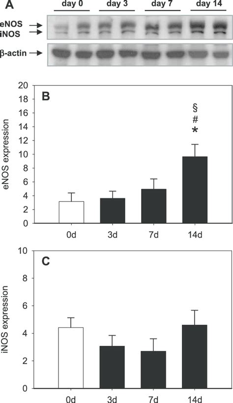 Expression Of Endothelial Nitric Oxide Synthase Enos And Inducible Download Scientific