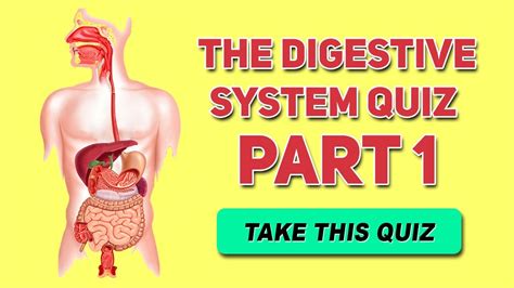 Digestive System Quiz Part 1 Functions And Organs Human Anatomy