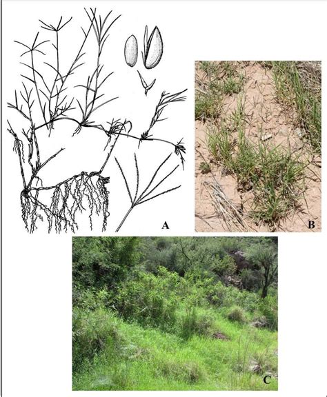 Cynodon Dactylon A Plant Panicle And Enlargement Of Glumes Lemma