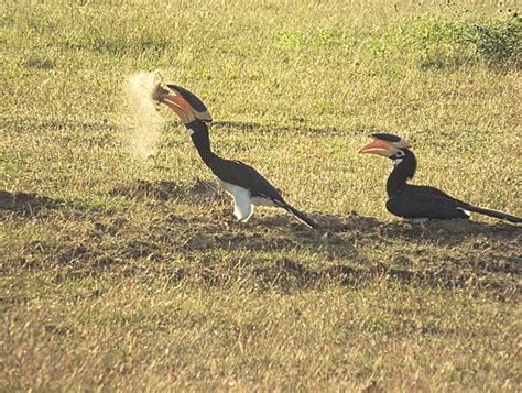 pied hornbill stock  pictures royalty  images istock