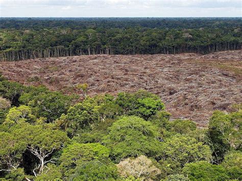 Amazzonia Sale Del 22 La Deforestazione Record Da 15 Anni SWI