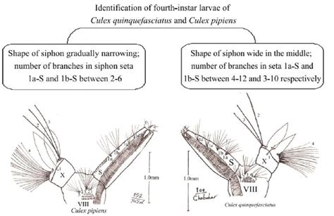 Identification Culex pipiens and Culex quinquefasciatus larvae based on ...