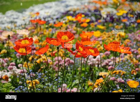 Iceland Poppy Stock Photo Royalty Free Image 62401002 Alamy