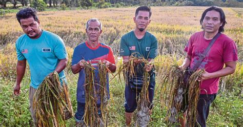 Pesawah Rugi Padi Musnah Akibat Banjir Harian Metro