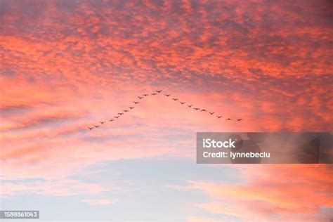 Birds Flying In A V Formation At Sunset Stock Photo Download Image