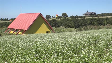 光ヶ原高原ソバの花見ごろ「お花見そば祭り」9月15日（日）開催 ニュース 上越妙高タウン情報