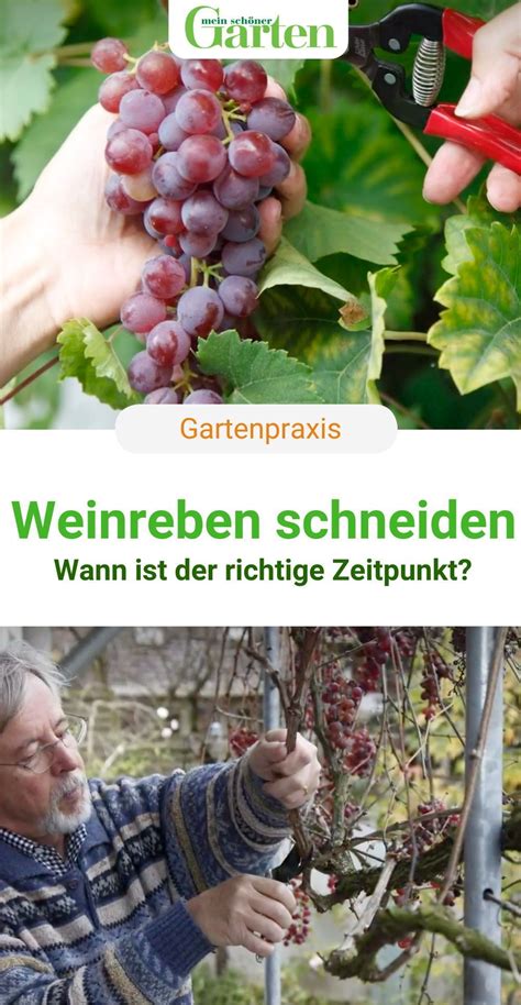 Weinreben Schneiden Wann Ist Der Richtige Zeitpunkt Grapes Garden