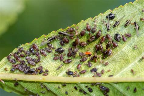 Macro Photo of Aphids on a Leaf of a Tree Stock Image - Image of ...