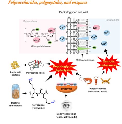 Antimicrobial Action Of Polysaccharides Polypeptides And Lysozyme