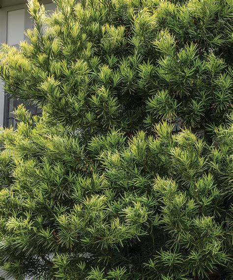 Drought Tolerant Shrubs For The South Fine Gardening