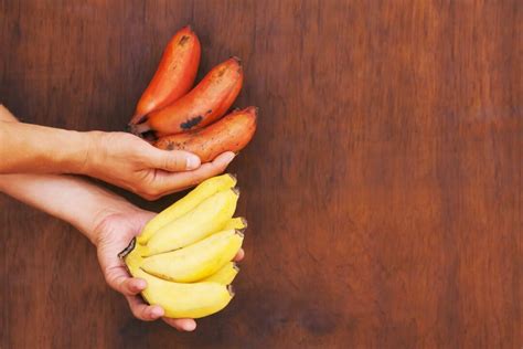 The Red Banana Tree Everything You Want To Know Minneopa Orchards