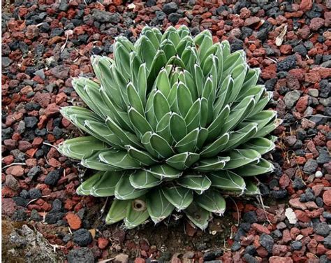 Cuidado Del Agave Reina Victoria Cultivo De Agave Victoriae Reginae