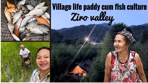 Village Lifestyle Catching Fish In Paddy Field Ziro Valley Arunachal