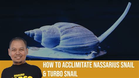 Cara Aklimitasi Siput Nassarius And Keong Turbo How To Acclimitate