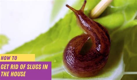 How To Get Rid Of Slugs In The House Decorify It