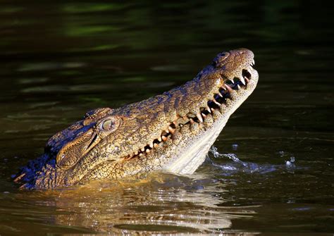 Nile Crocodile 1 Free Photo Download | FreeImages