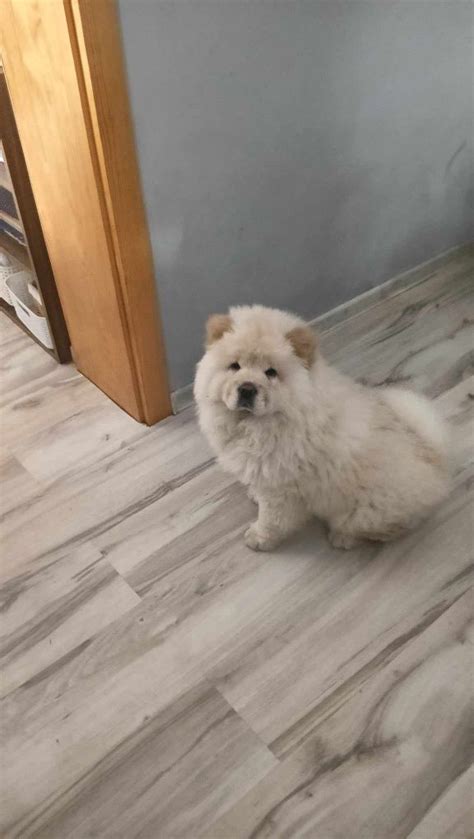 Chow Chow Suczka Gotow Do Odbioru Ko Cian Olx Pl