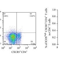 The Frequency And Cytokine Production Of Ctfh Cells Before And After