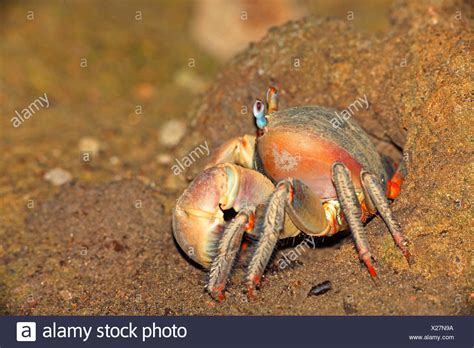 Giant Mangrove Crab Cardisoma Carnifex Stock Photos Giant Mangrove