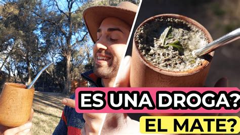 QUE ES La YERBA MATE Para Que Sirve Top 5 HIERBAS Para El Mate YouTube