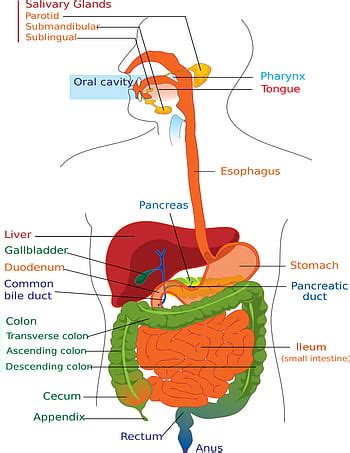 Digestive System Diagram Blank