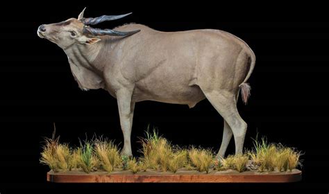 Eland Taxidermy South Africa Get Eland Trophy Quote