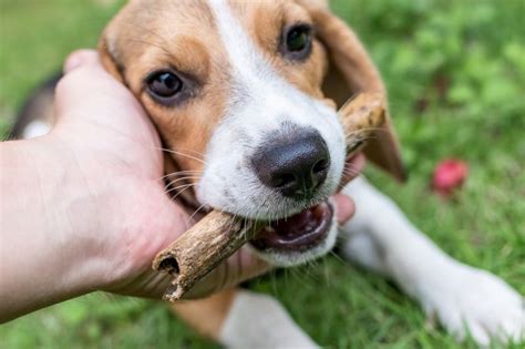 Seus pets merecem Nats lança petiscos saudáveis para cachorros