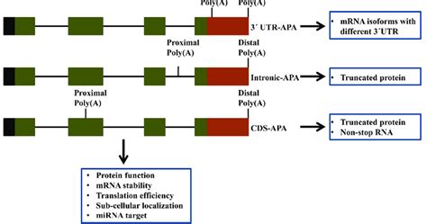 Different Types Of Alternative Polyadenylation And Their Possible