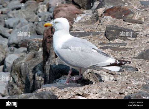 Seagull In Cornwall Stock Photo Alamy